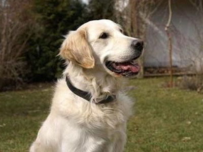 Οι σκύλοι ξεχωρίζουν τη χαρά και το θυμό